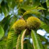 Dunstan Chestnut - Image 4