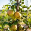 Baldwin Pear
