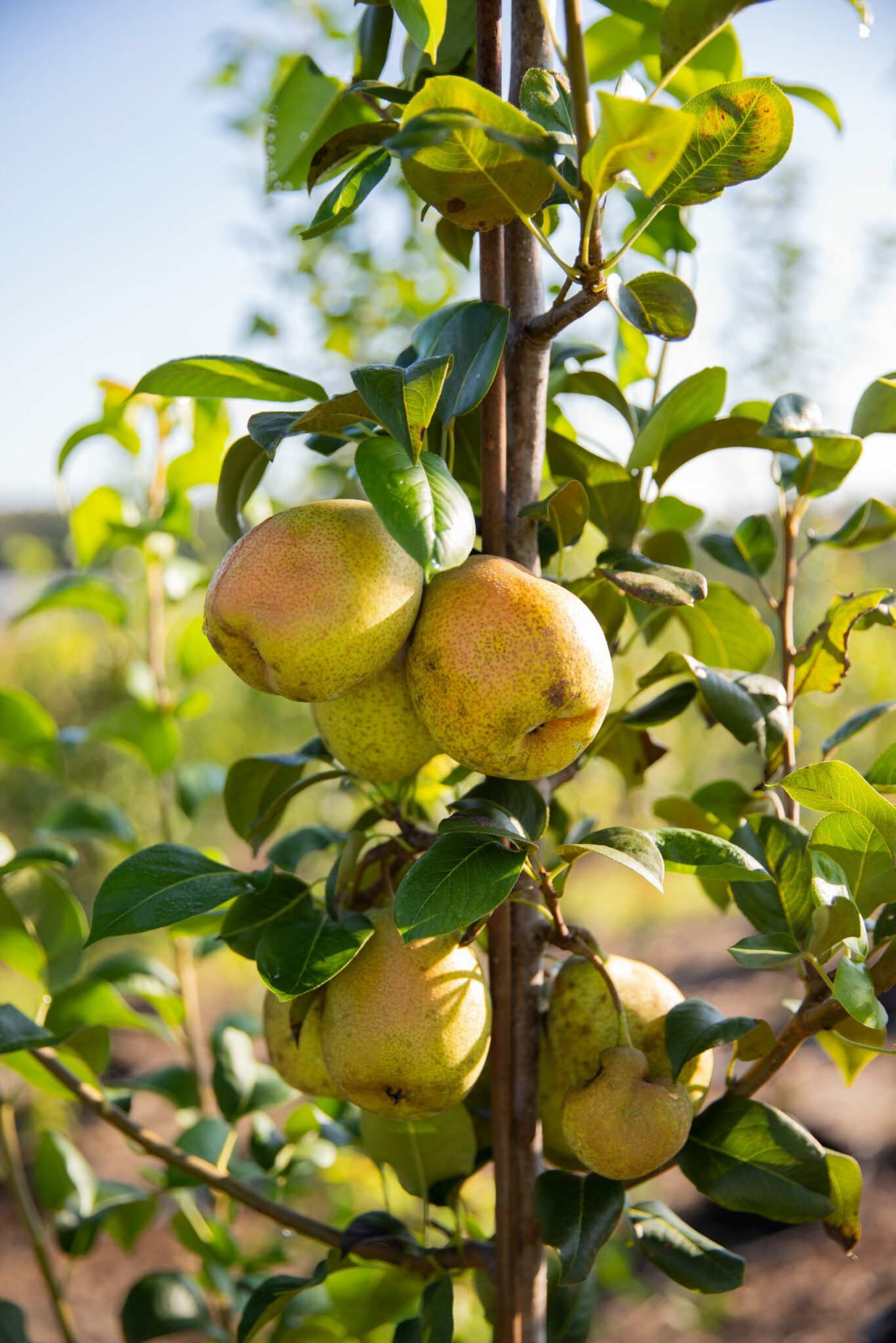 Baldwin Pear Chestnut Hill Nursery