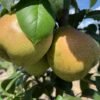 Baldwin Pear - Image 3