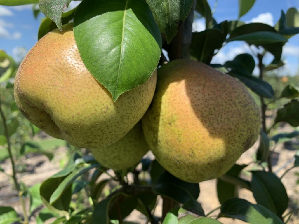 Baldwin Pear Chestnut Hill Nursery