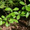 Blackgum