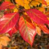 Blackgum - Image 2
