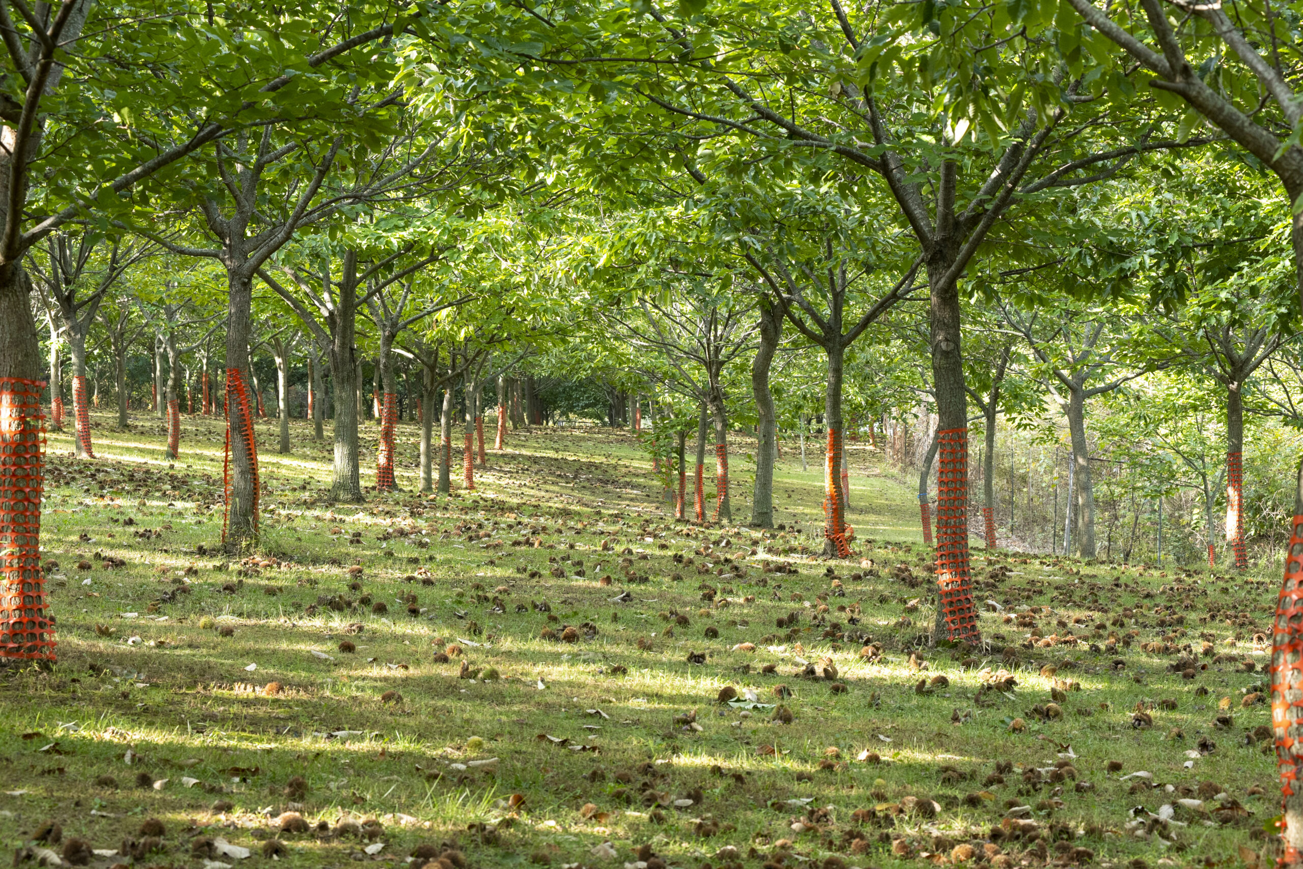 us chestnut trees