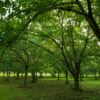 Dunstan Chestnut - Image 5