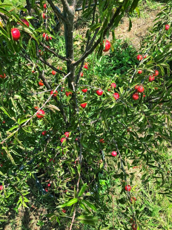 Chickasaw Plum Chestnut Hill Nursery