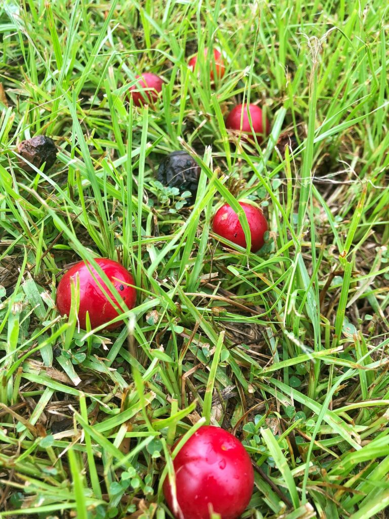 Chickasaw Plum Chestnut Hill Nursery