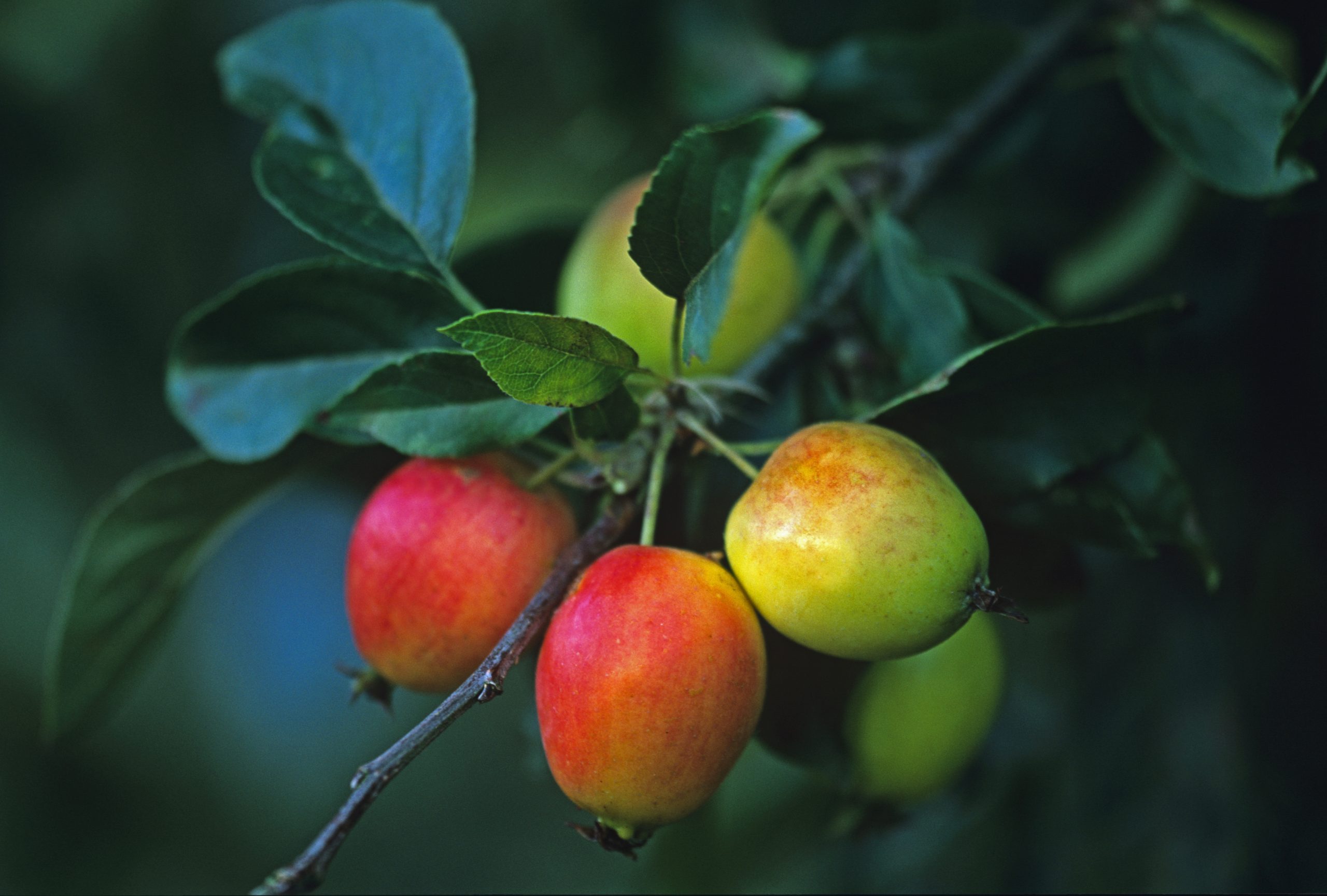 Green Crab Apple Tree