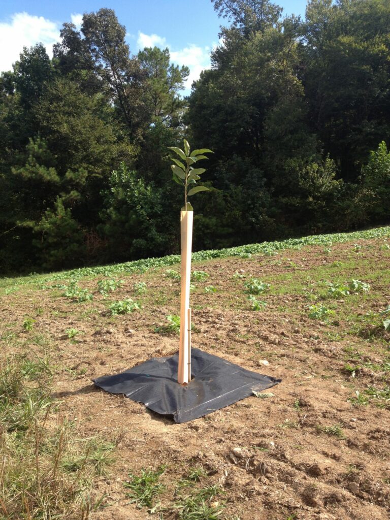 Grow Tubes Chestnut Hill Nursery
