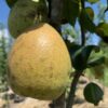 Baldwin Pear - Image 2