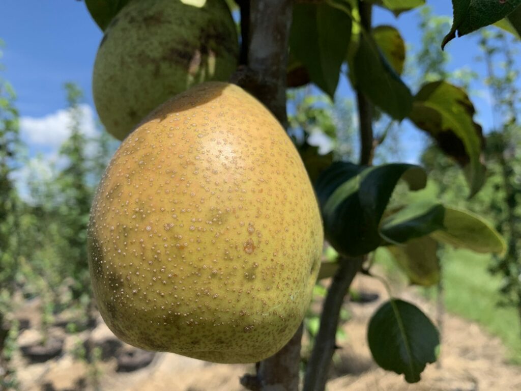 Baldwin Pear Chestnut Hill Nursery