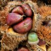 Dunstan Chestnut - Image 6