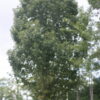 Swamp Chestnut Oak - Image 4