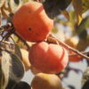 Matsumoto Persimmon