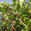 Black Mulberry