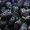 Black Mulberry - Image 2