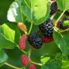 Everbearing Mulberry