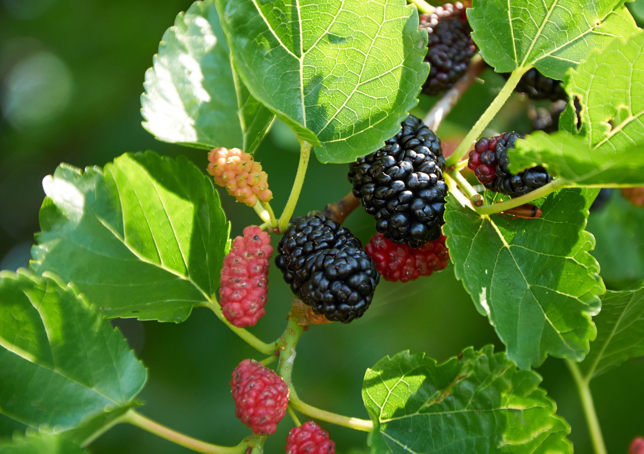 Everbearing Mulberry – Chestnut Hill Nursery