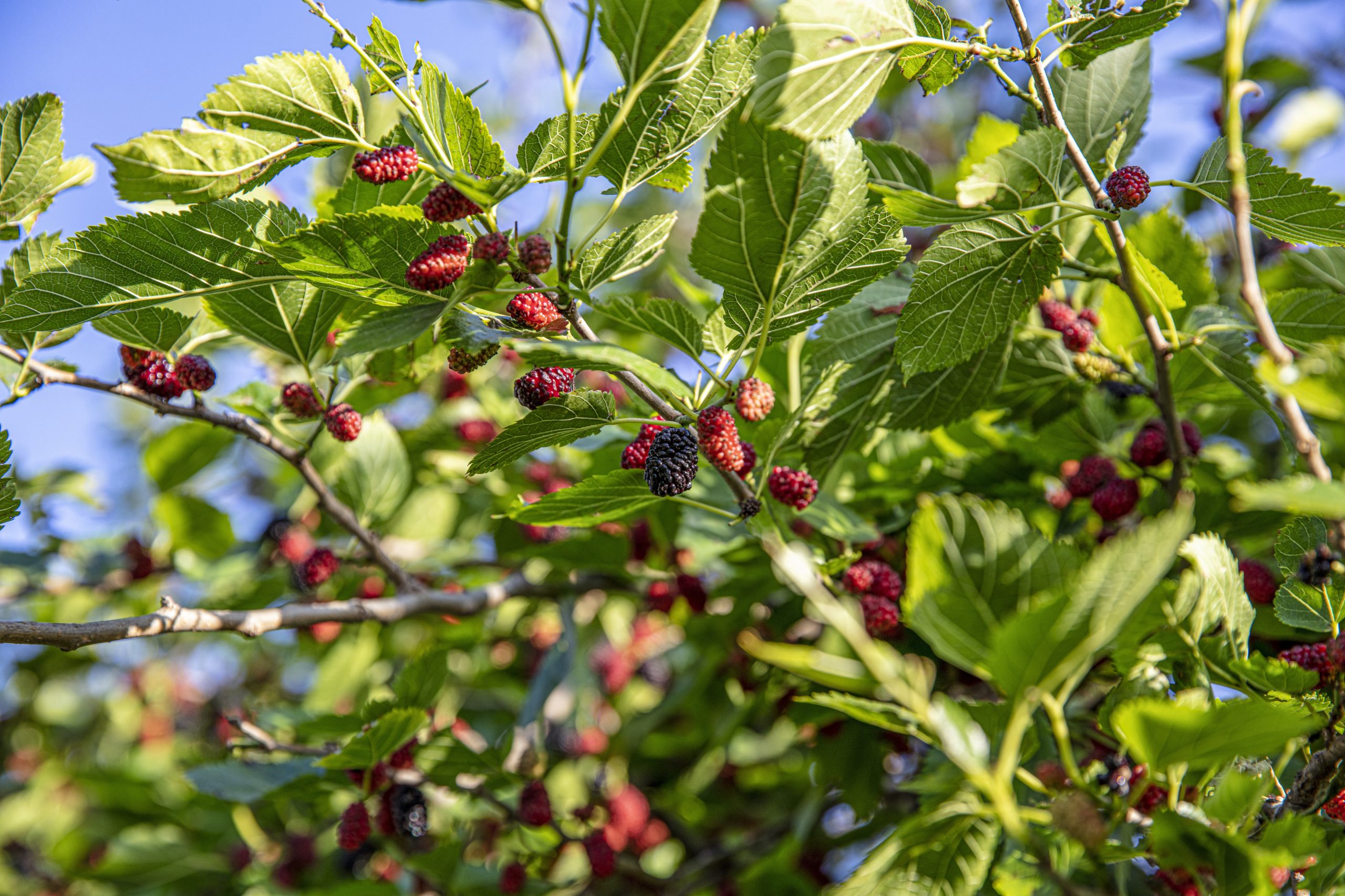 Mulberry Tree at Home