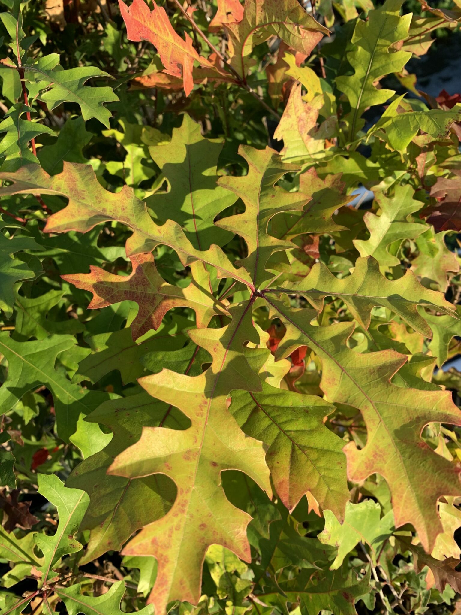 Nuttall Oak Chestnut Hill Nursery