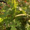 Overcup Oak - Image 3