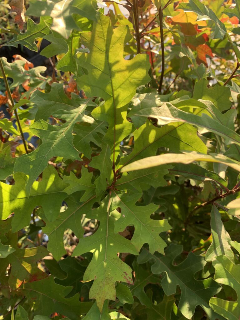 Nuttall Oak Tree – Chestnut Hill Nursery
