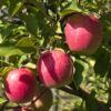 Pink Lady Apple