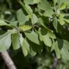 Sassafras