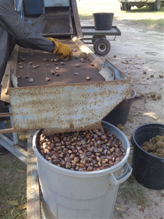 8 Types of Nuts You Might See at the Fall Farmers Market – Produce Pack