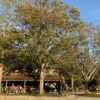 Shumard Oak - Image 2