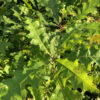 Shumard Oak - Image 3