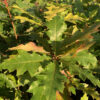 Shumard Oak - Image 4