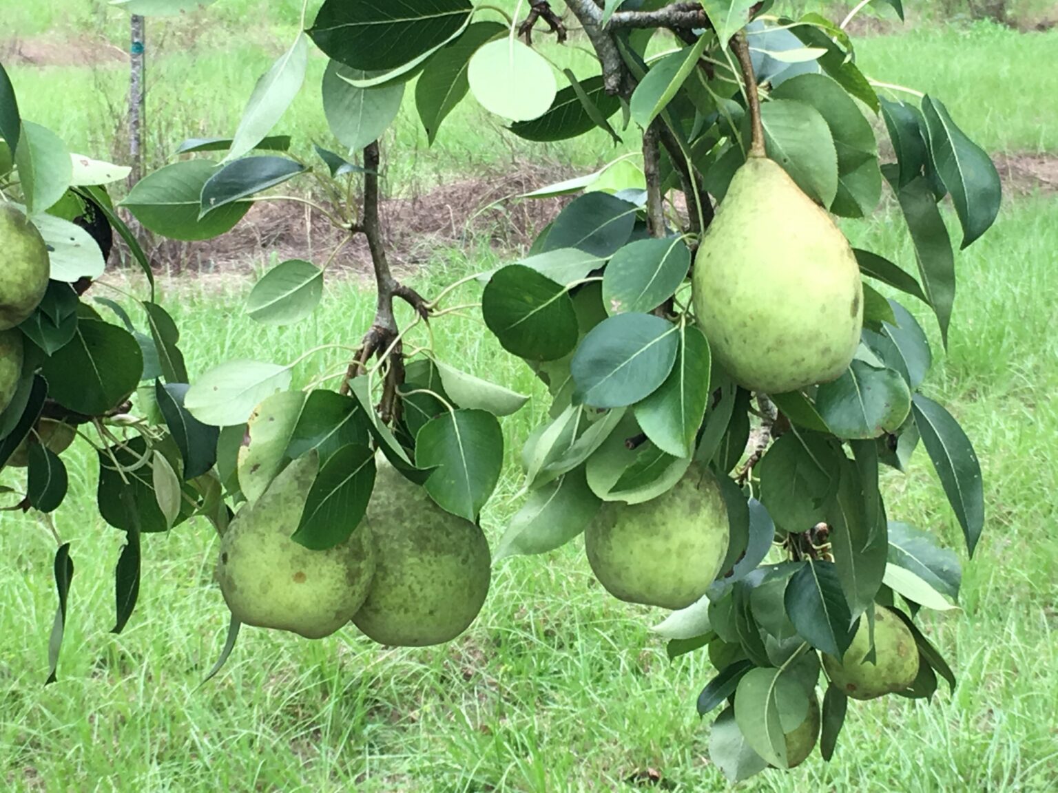 LeConte Pear Chestnut Hill Nursery