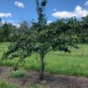 Spalding Pear - Image 2