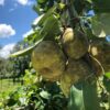 Spalding Pear