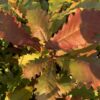 Swamp Chestnut Oak - Image 3