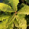 Swamp Chestnut Oak