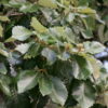 Swamp Chestnut Oak - Image 2