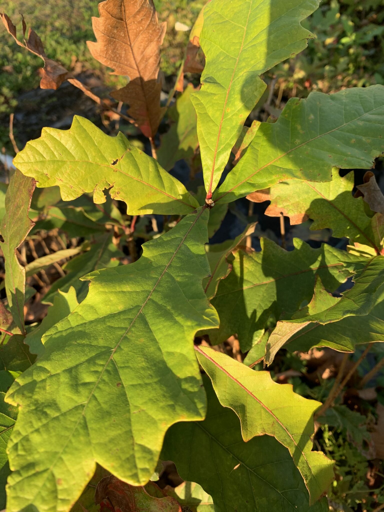 Swamp White Oak Chestnut Hill Nursery