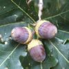 White Oak