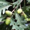 White Oak - Image 2