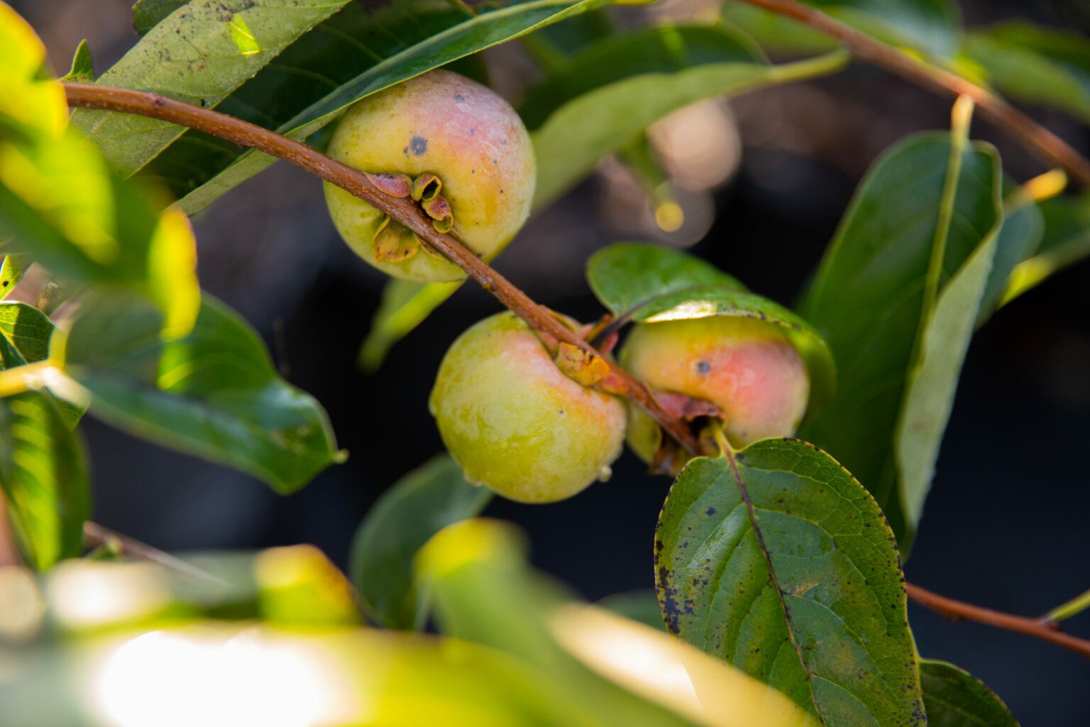 Deer Persimmon Collection (Late Drop) Chestnut Hill Nursery