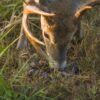 Dunstan Chestnut - Image 3