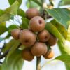 Sassafras - Image 2