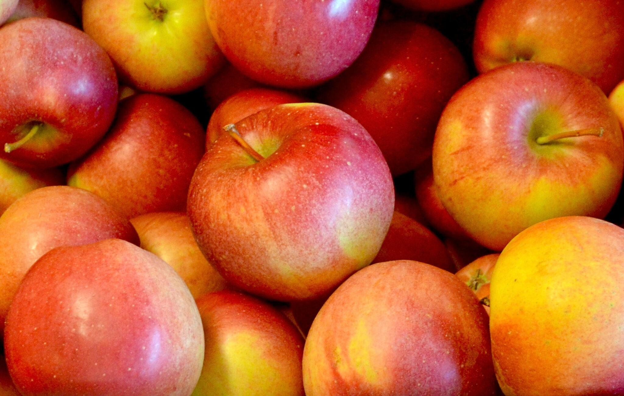 Winesap Apple Chestnut Hill Nursery