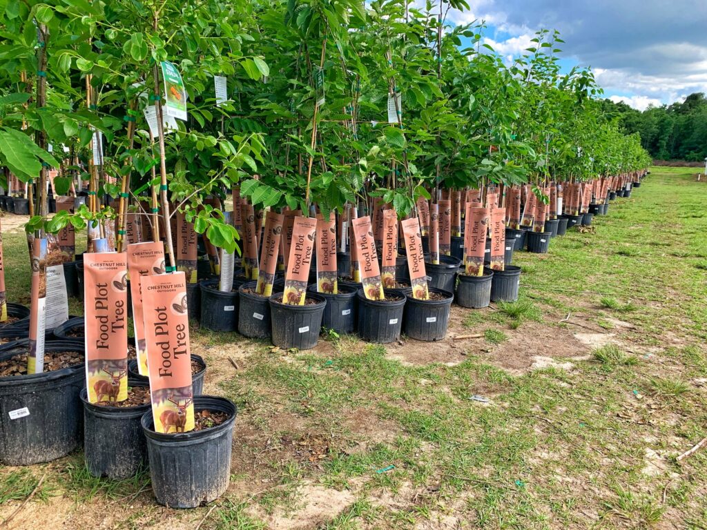 Uncategorized Chestnut Hill Nursery