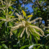 Dunstan Chestnut - Image 7