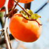Maekawa Jiro Persimmon - Image 4