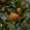 Maekawa Jiro Persimmon