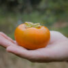 Maekawa Jiro Persimmon - Image 2
